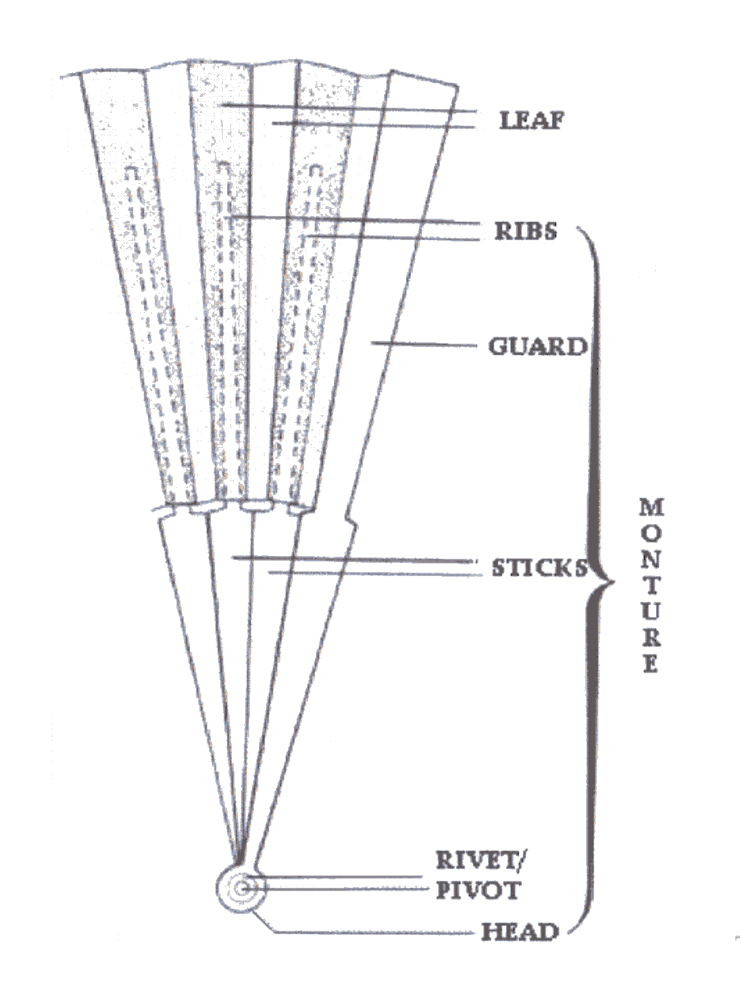 Fan Anatomy