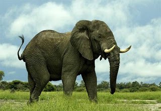 African Elephant