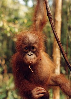 Baby Orangutang