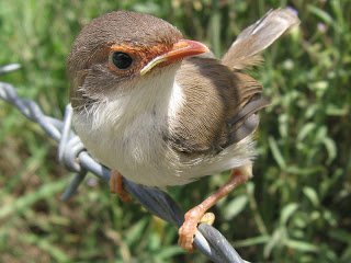 Organic Birds